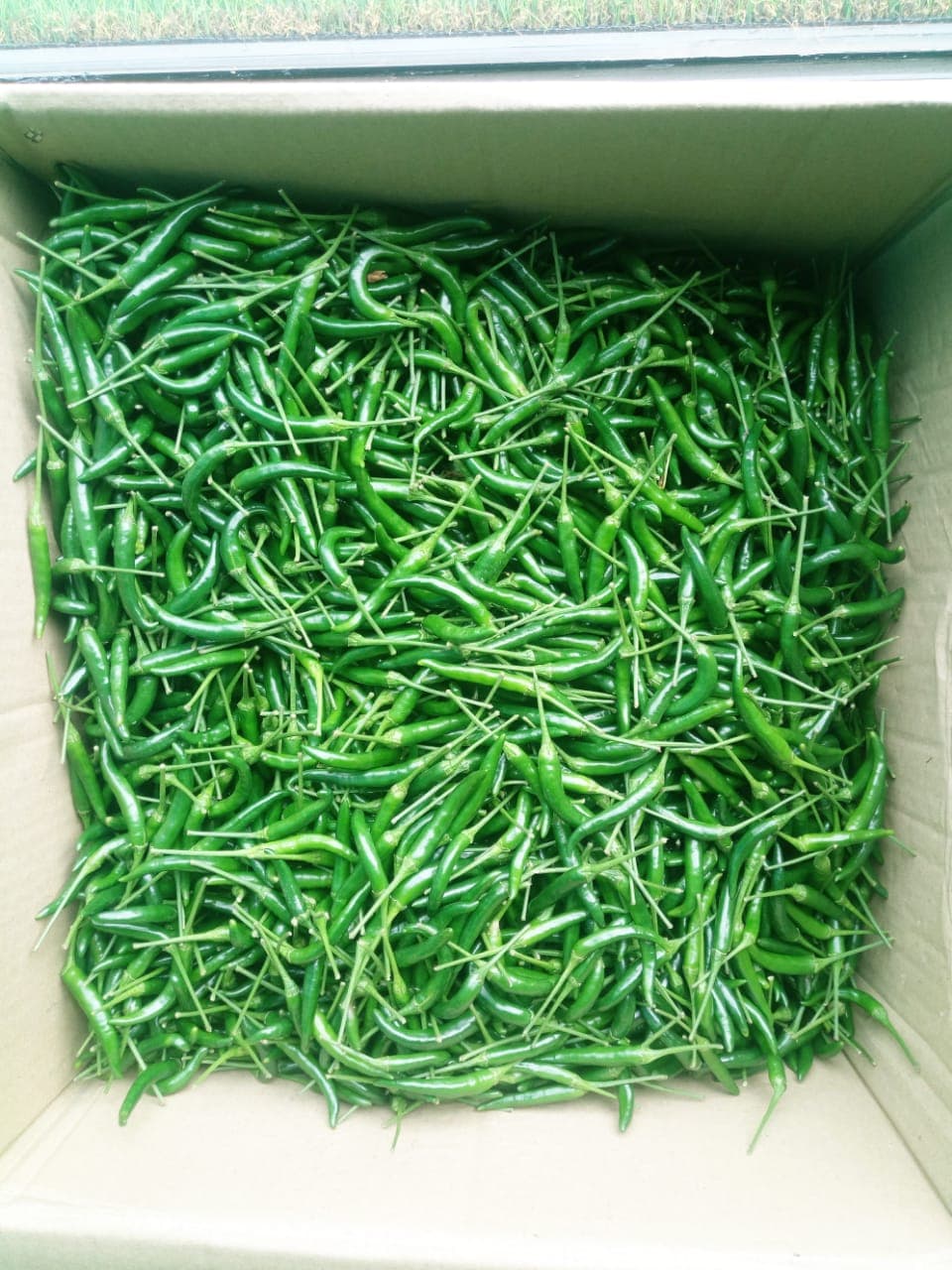 Piments verts frais (Sahel Agri-Sol / Adalidda / Domaine Public)