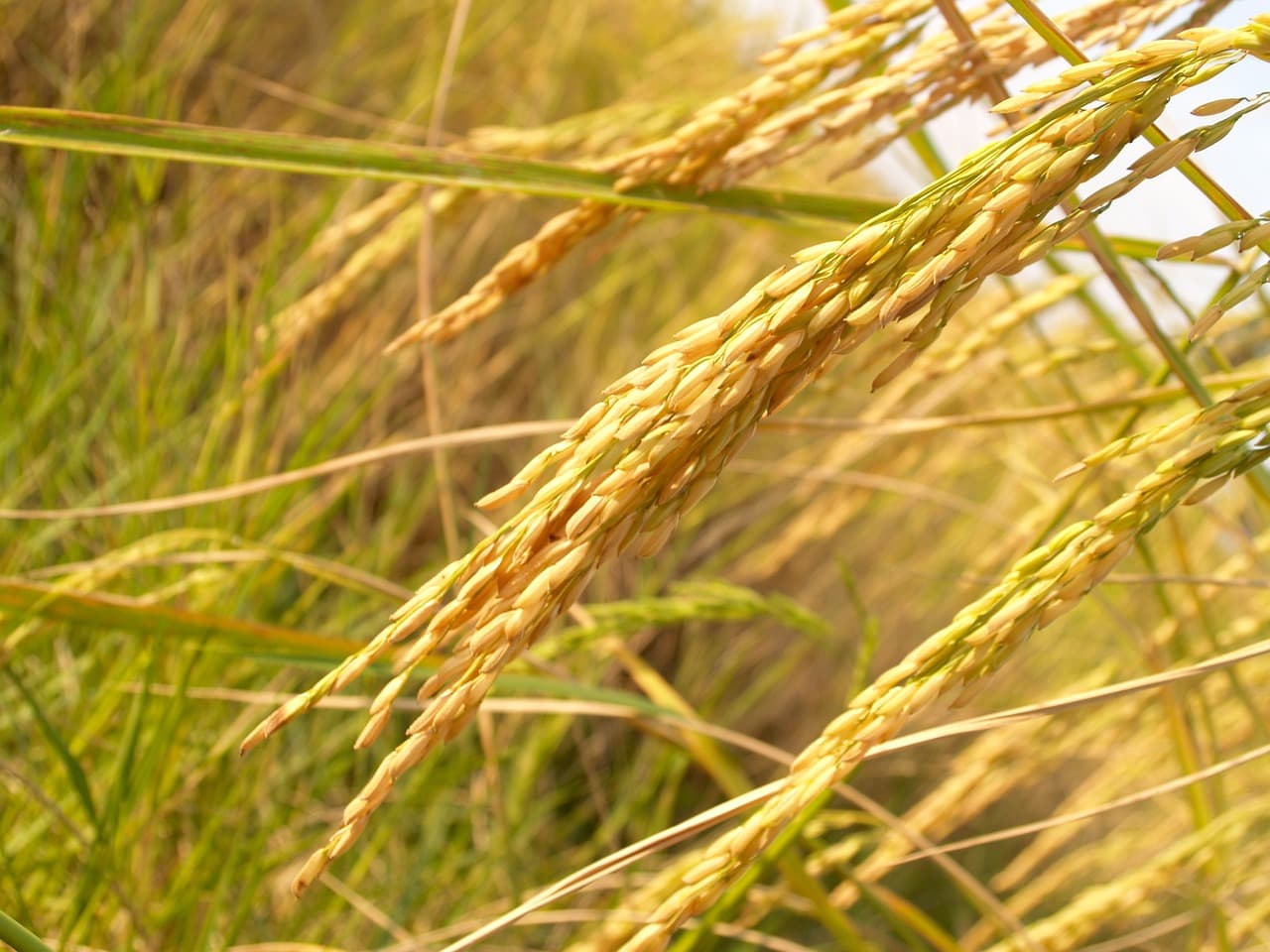 Roślina Ryżu Paddy (Pixabay / Domena Publiczna)