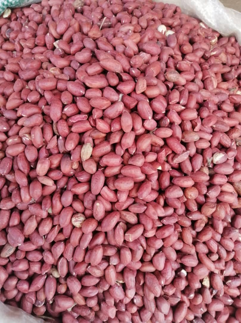 Maní Rojo (Sahel Agri-Sol / Adalidda / Dominio Público)