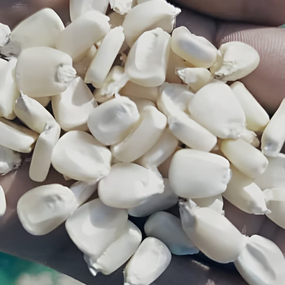 Milho branco não transgênico (Sahel Agri-Sol / Adalidda / Domínio público)