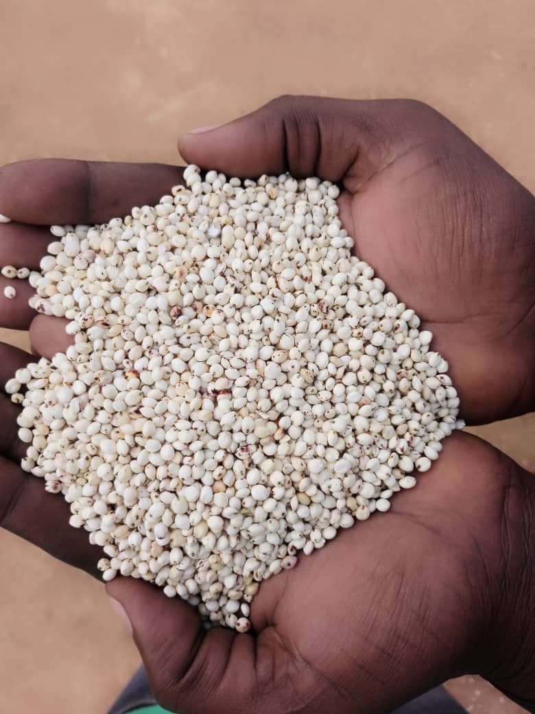 白高粱（Sahel Agri-Sol / Adalidda / 公共领域）