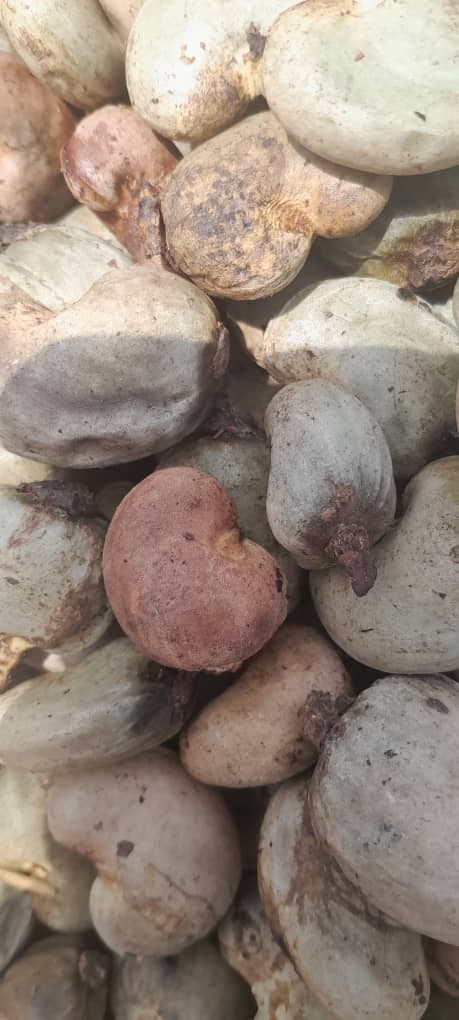 Castanhas de caju cruas (crédito: Sahel Agri-Sol / Adalidda / Domínio público)