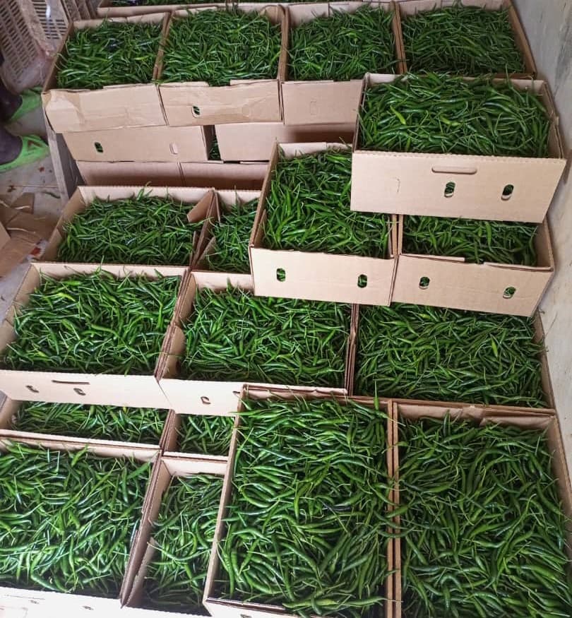 Fresh green chillies (Sahel Agri-Sol / Adalidda / Public Domain)