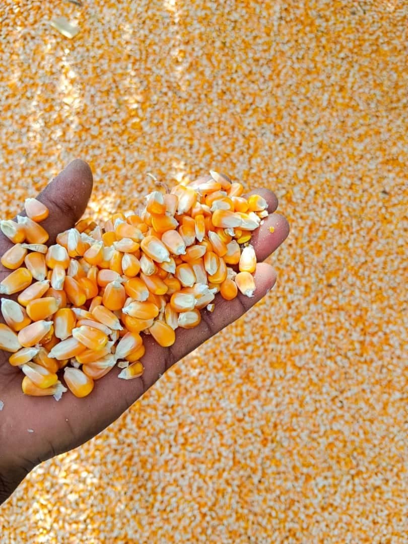 Kukurydza na paszę dla zwierząt (Sahel Agri-Sol / Adalidda / Domena publiczna)