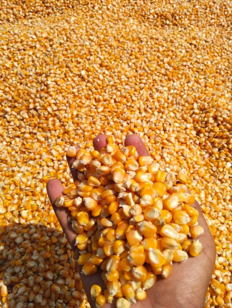 Kukurydza na paszę dla zwierząt (Sahel Agri-Sol / Adalidda / Domena publiczna)
