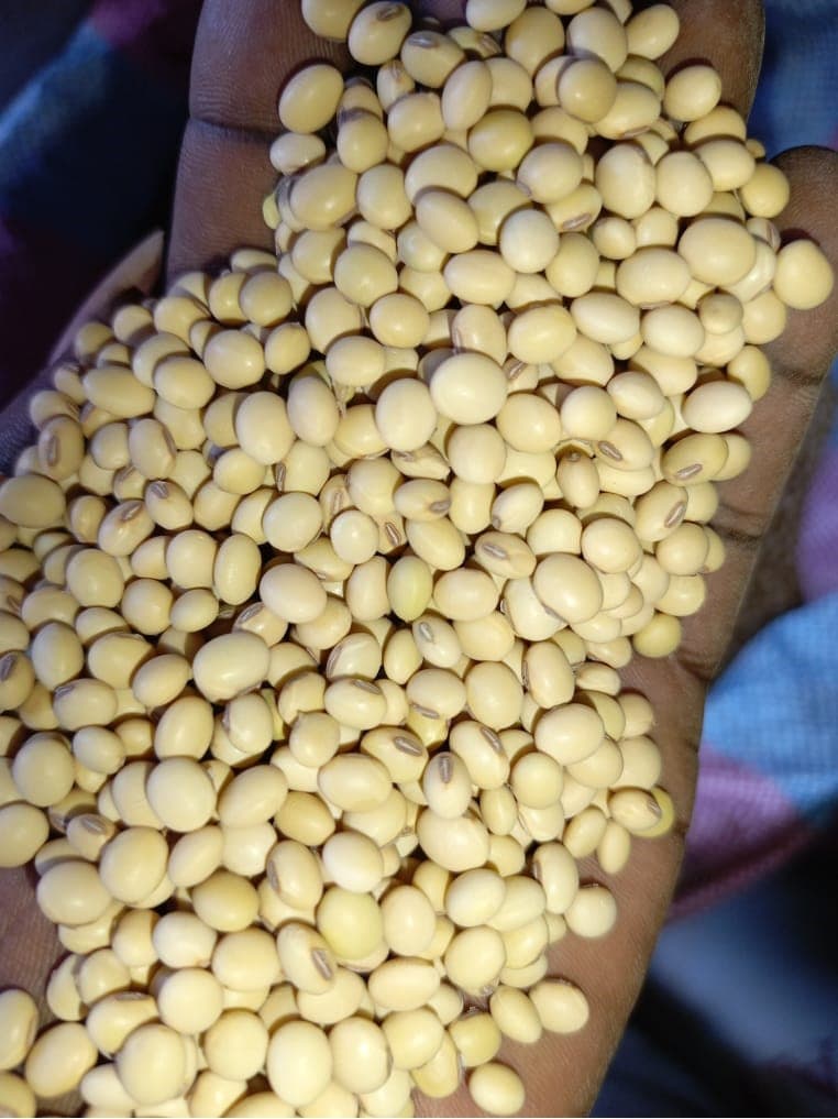Biji kedelai (Sahel Agri-Sol / Adalidda / domain publik)