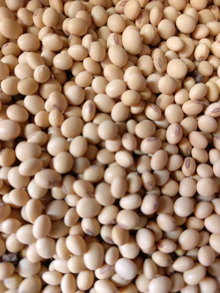 Biji kedelai (Sahel Agri-Sol / Adalidda / domain publik)