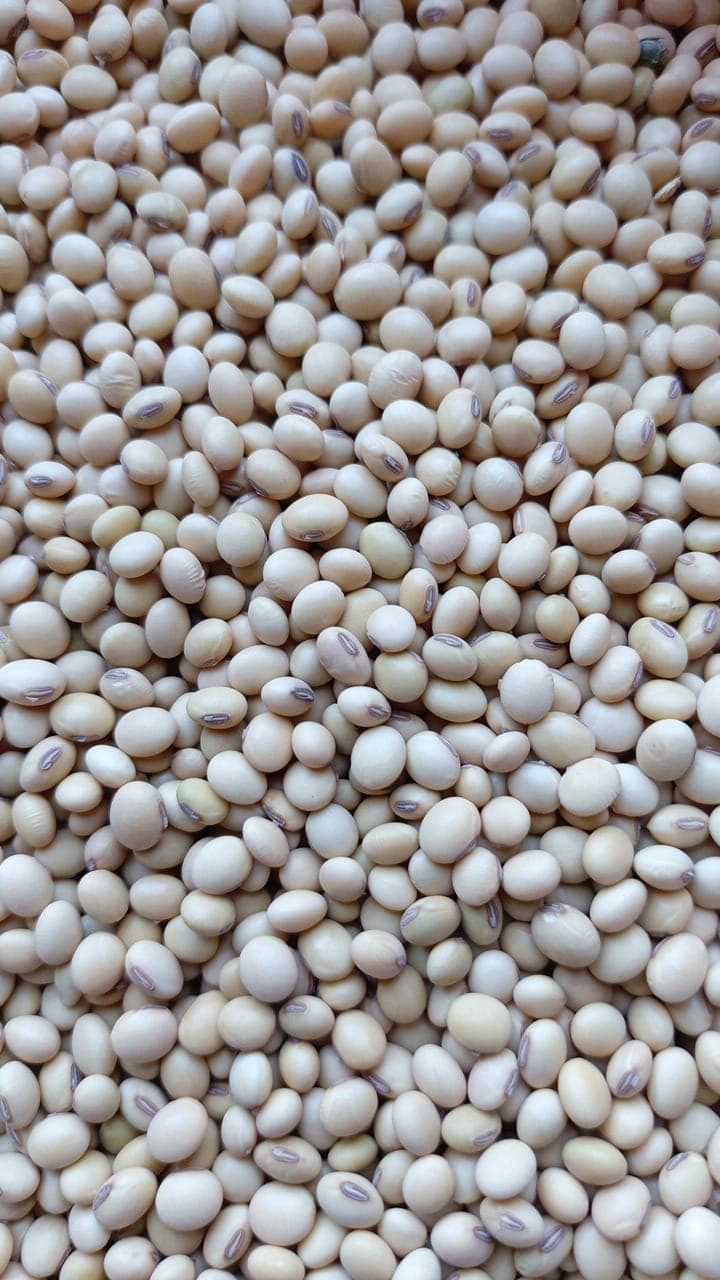 Biji kedelai (Sahel Agri-Sol / Adalidda / domain publik)