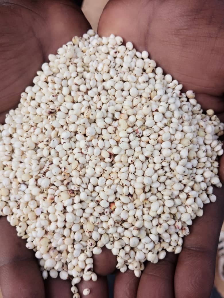 Sorgo Branco (Sahel Agri-Sol / Adalidda / Domínio Público)