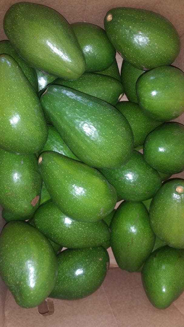 Fuerte Avocados (Credit: Adalidda / Sahel Agri-Sol / Public Domain)