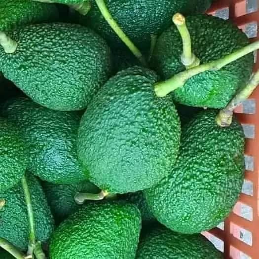 Fruits d'avocat (crédit : Adalidda / Domaine public)