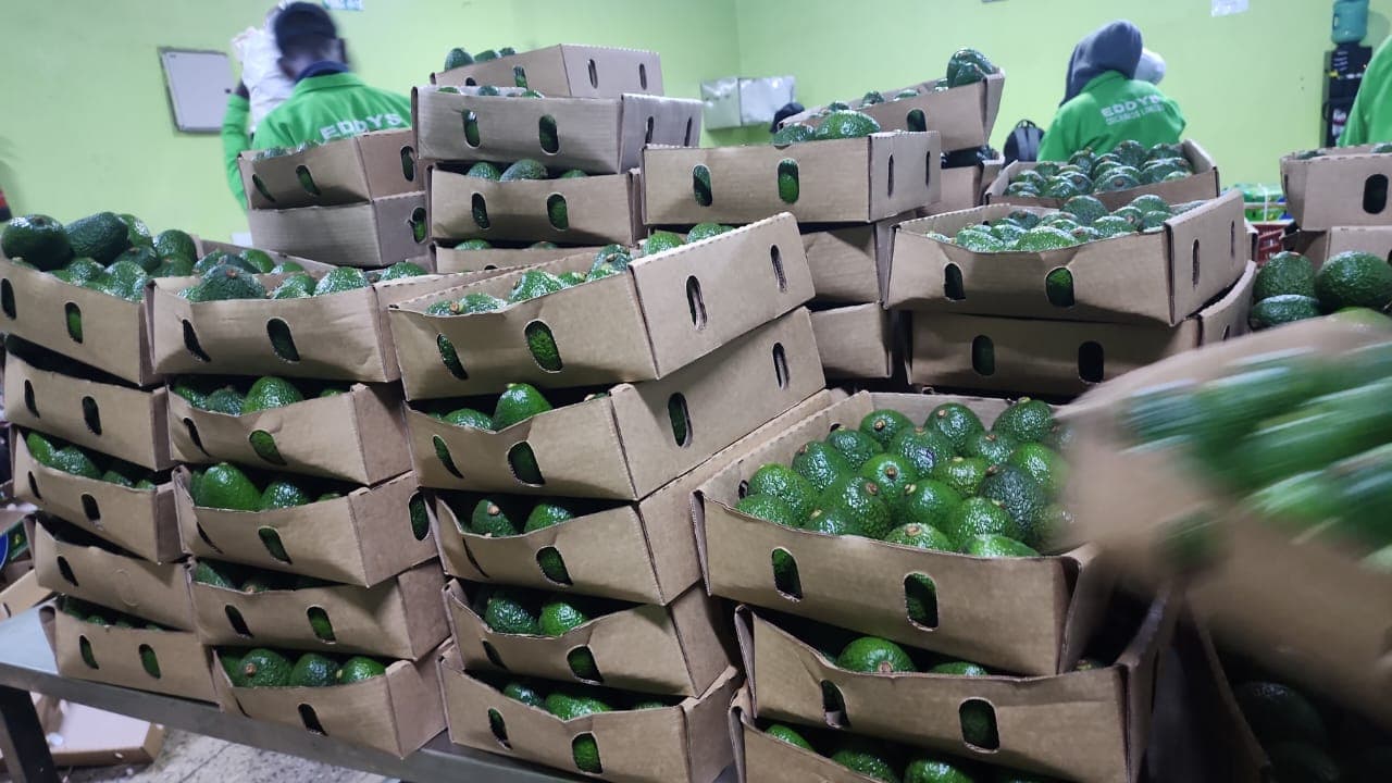 Packaging of Avocados (Credit: Adalidda / Sahel Agri-Sol / Public Domain)