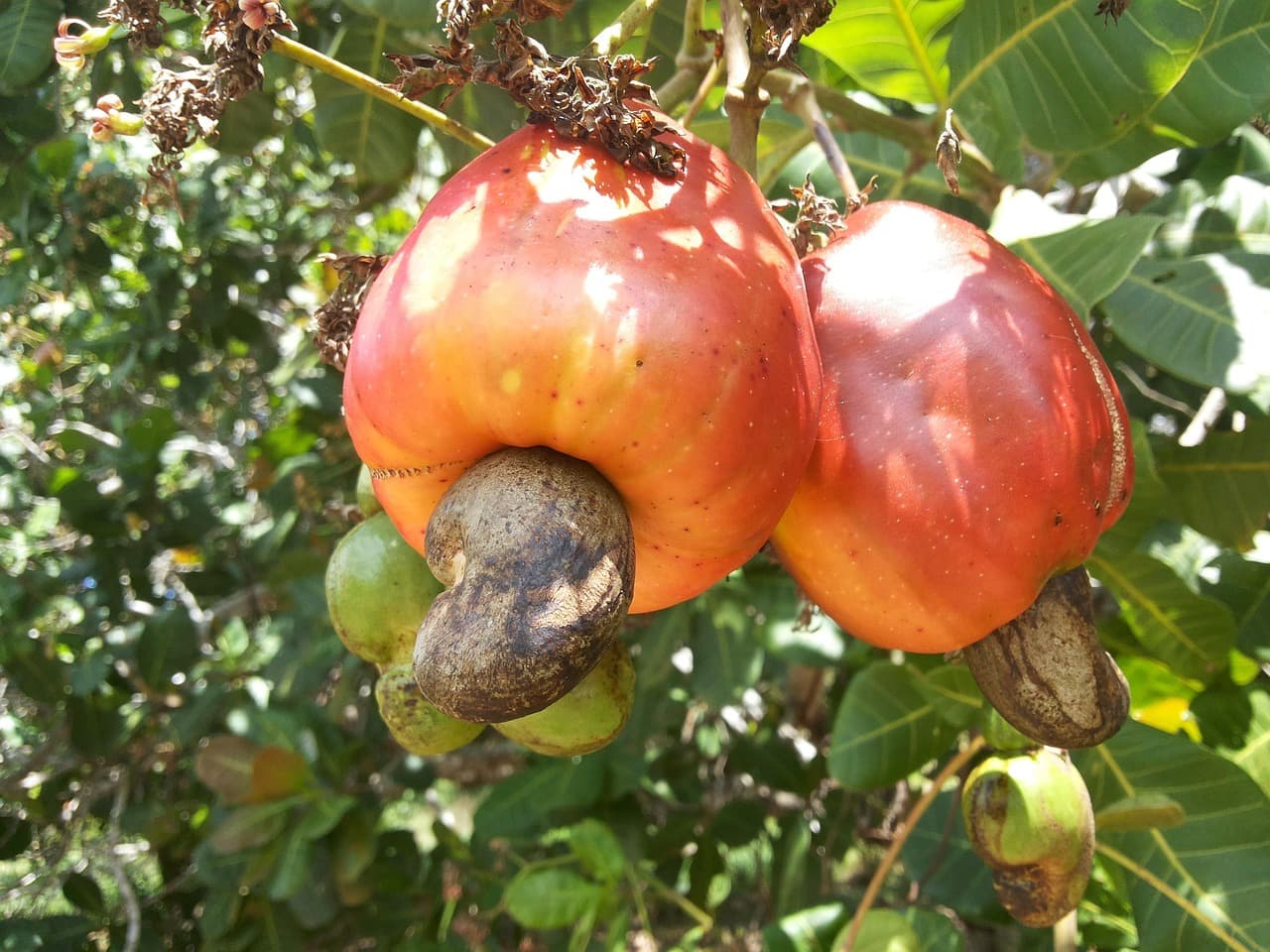 Noix de cajou (Pixabay.com / Domaine public)