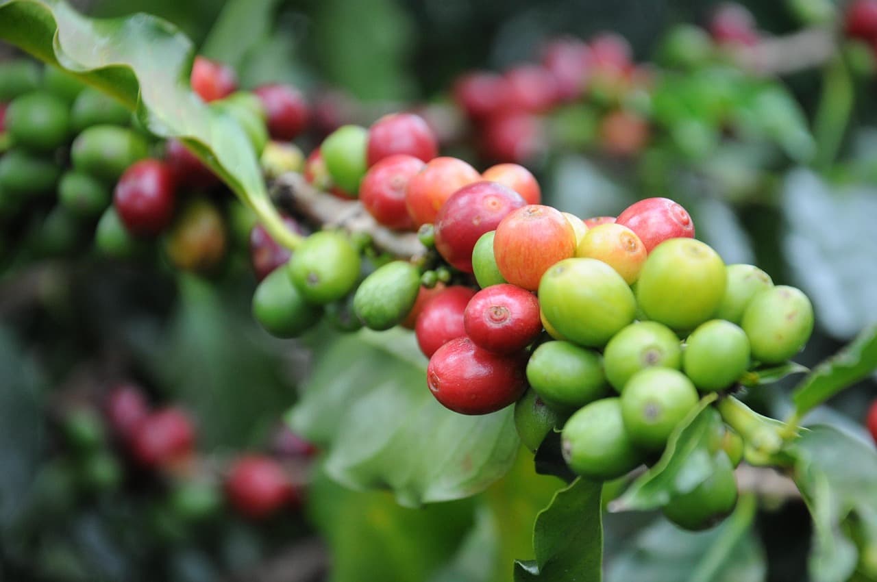 Cerises de café (Pixabay.com / Domaine public)