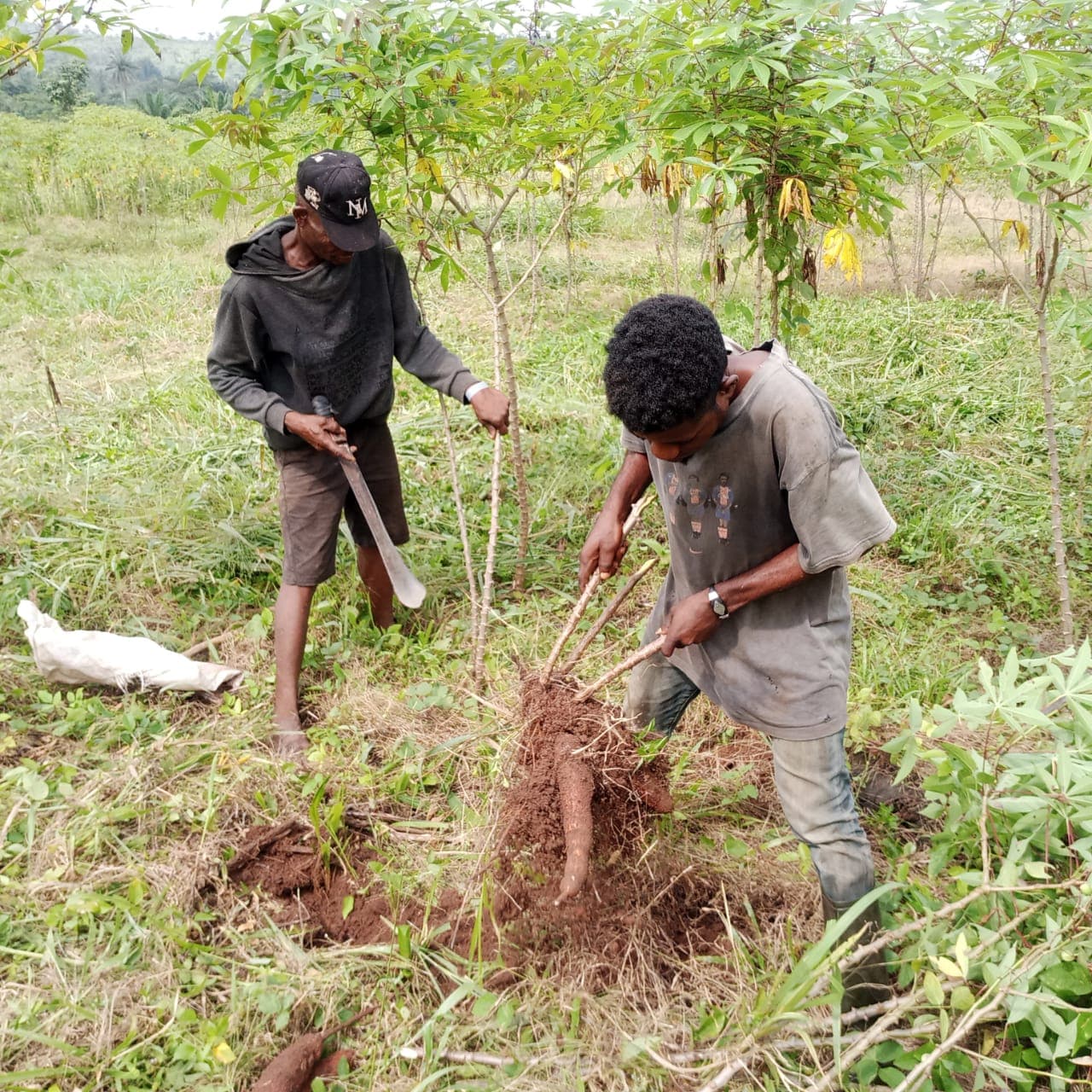 Champ de manioc du Groupe Deko (Deko Group / domaine public).