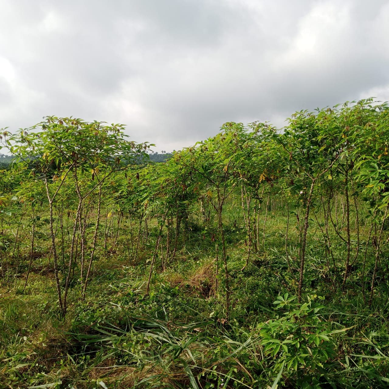 Deko 的木薯田（Deko Group / 公共领域）。