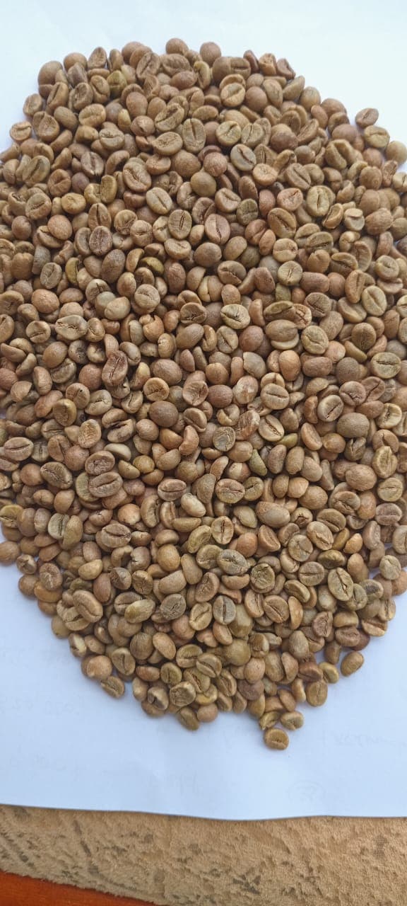 Robusta Coffee Screen 18 (Credit: Kisitu Coffee & Produce Ltd)