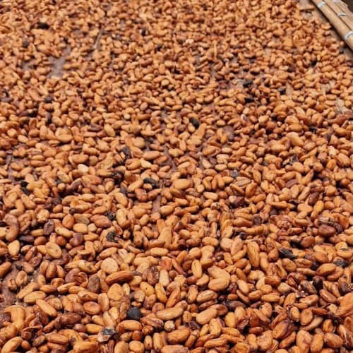 Ivory Coast Cocoa Beans | Sustainable & Ethically Sourced