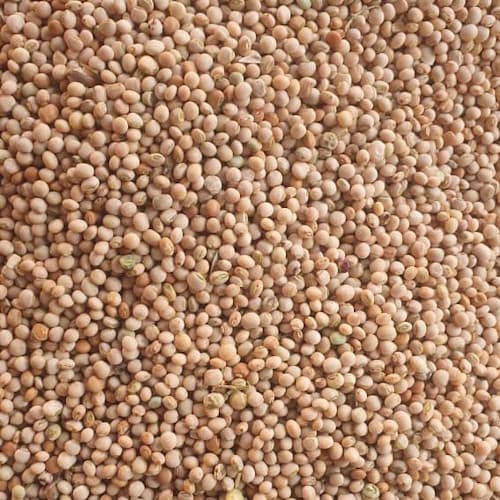 Pisello d’Angola Premium: Qualità e Sostenibilità