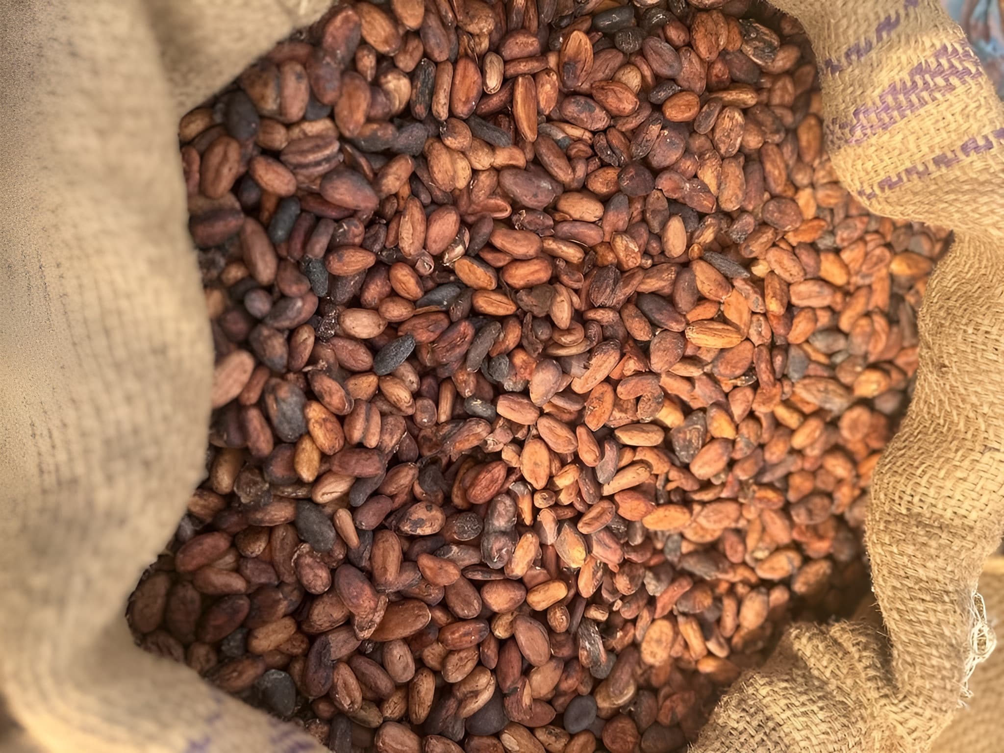 Cocoa beans (Adalidda – public domain)