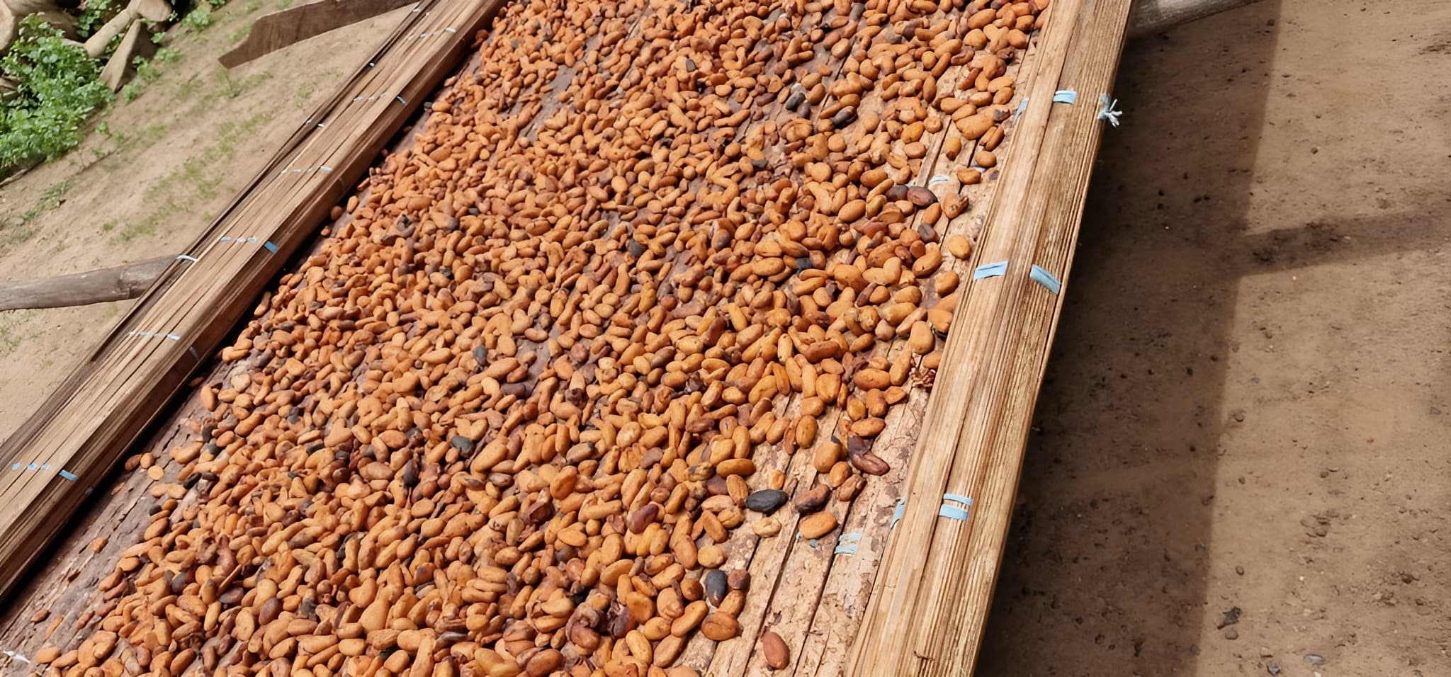 Hạt ca cao (Adalidda – phạm vi công cộng)