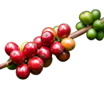 Kawa i herbata